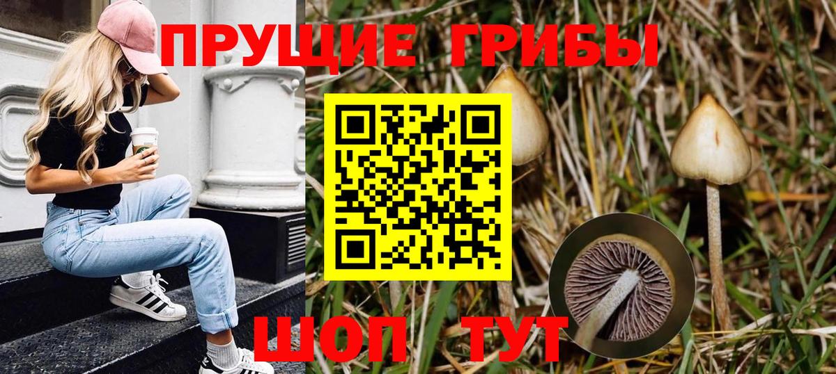 Галлюциногенные грибы Cubensis  Вход с VPN  Саянск 